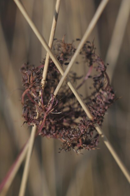 Foto close-up di un fiore appassito