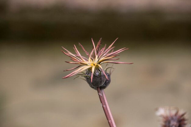 Foto close-up di un fiore appassito