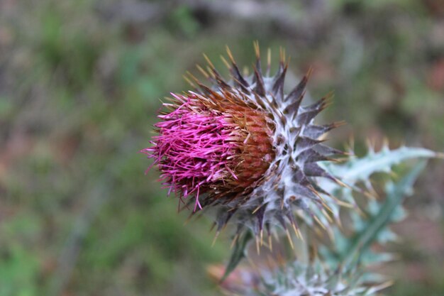 Foto close-up di un fiore appassito