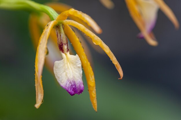 Close-up of wilted flower