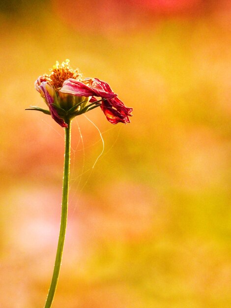 Close-up of wilted flower