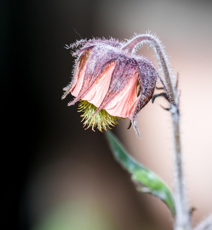 Photo close-up of wilted flower