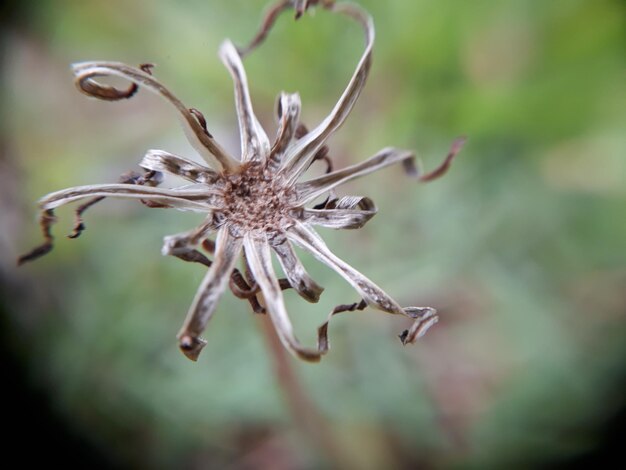 Photo close-up of wilted flower