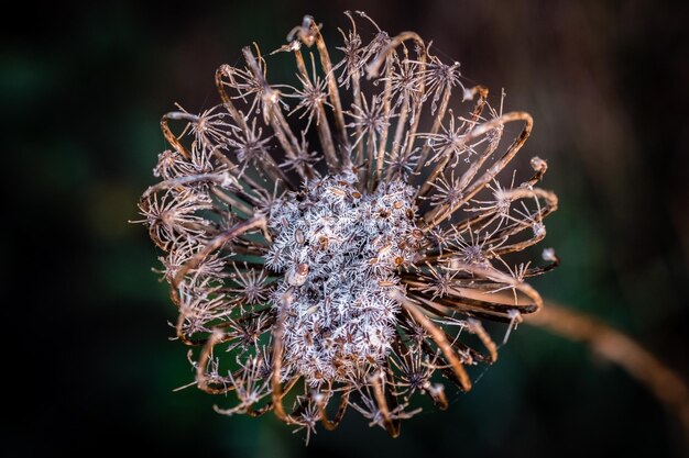 Foto close-up di un fiore appassito