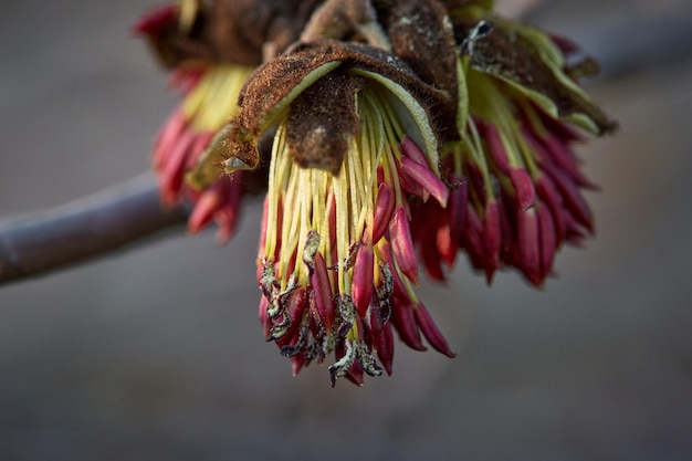 Foto close-up di un fiore appassito