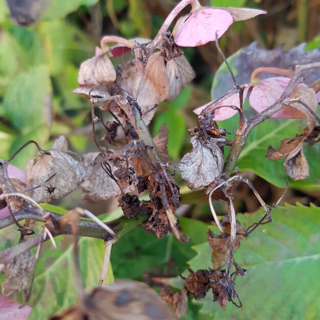 枯れ果てた花のクローズアップ