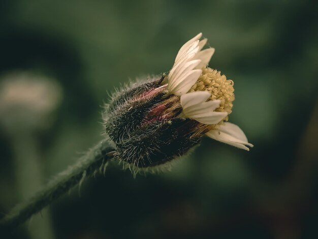 Close-up of wilted flower