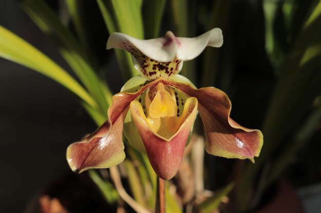 Close-up of wilted flower