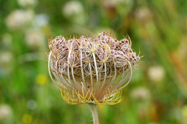 Foto close-up di un fiore appassito