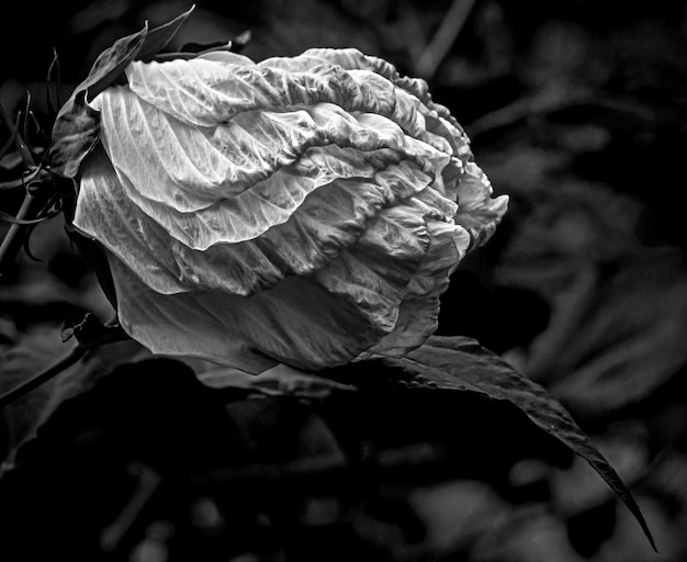 Photo close-up of wilted flower