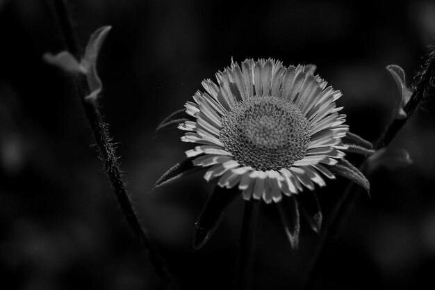 Foto close-up di un fiore appassito