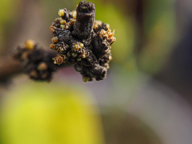 Close-up of wilted flower