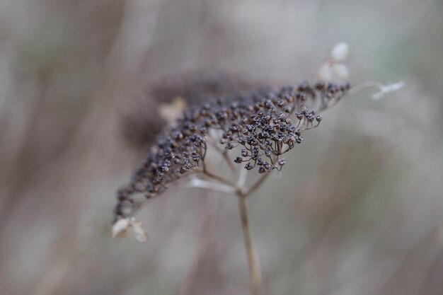 Foto close-up di un fiore appassito