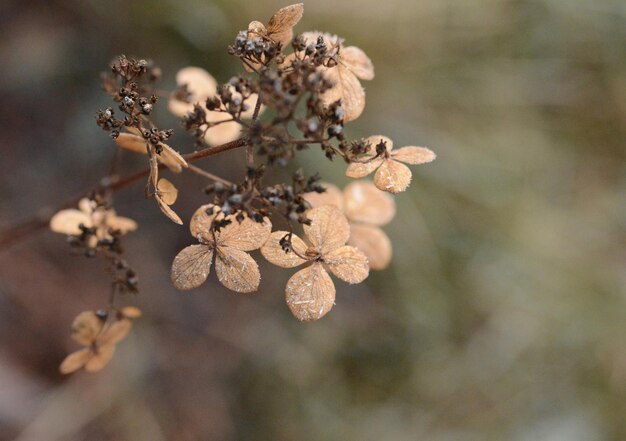 Photo close-up of wilted flowering plant