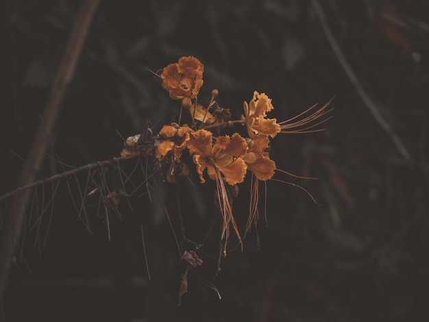 Photo close-up of wilted flowers