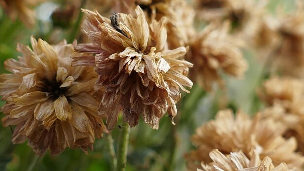 Close-up of wilted flowers