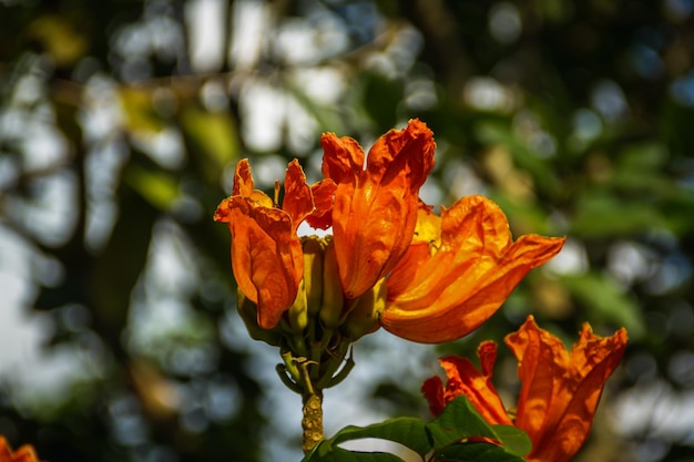 枯れたオレンジの花の植物のクローズアップ