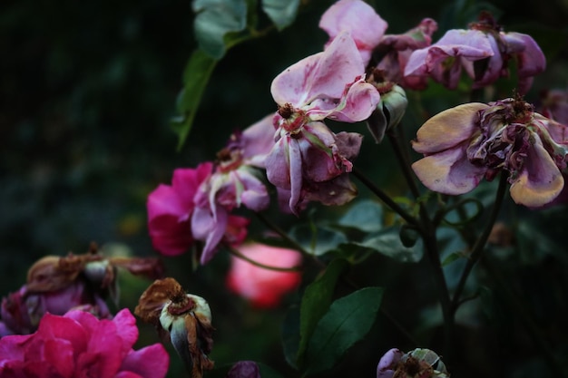 枯れたピンクの花のクローズアップ