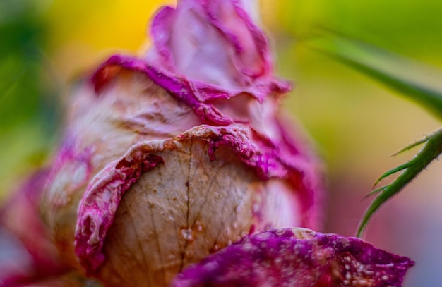 Close-up of wilted pink rose flower