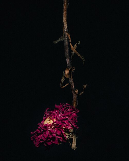 Foto close-up di una pianta appassita su uno sfondo nero