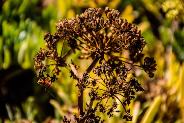 Photo close-up of wilted plant against blurred background