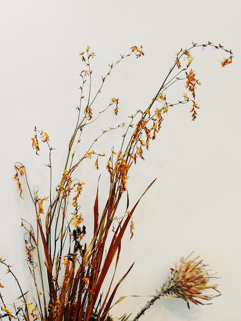 Photo close-up of wilted plant against clear sky