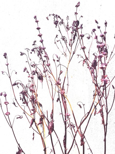 Close-up of wilted plant against wall