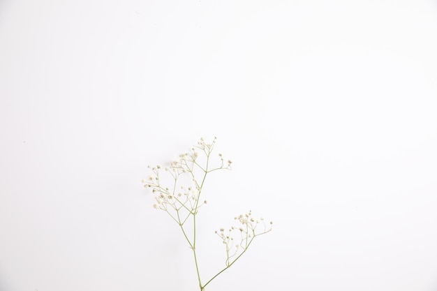 Close-up of wilted plant against white background
