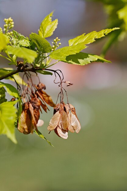 Close-up of wilted plant by tree