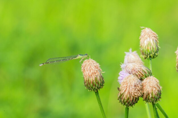 Foto prossimo piano di una pianta appassita e di una libellula