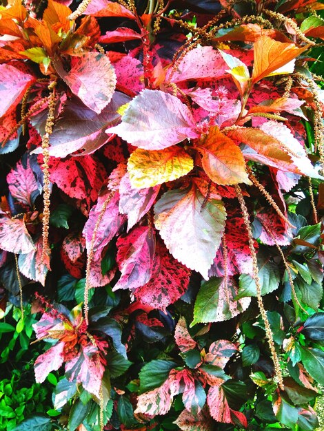 Close-up of wilted plant during autumn