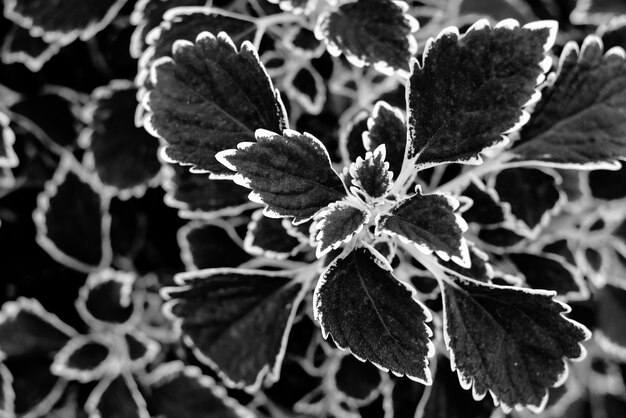 Photo close-up of wilted plant during winter