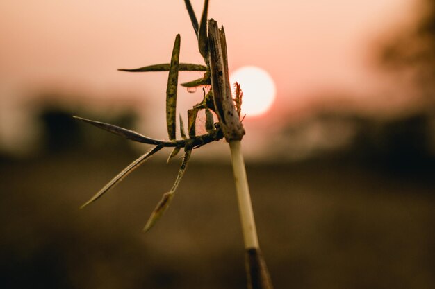 Close-up of wilted plant on field against sky during sunset