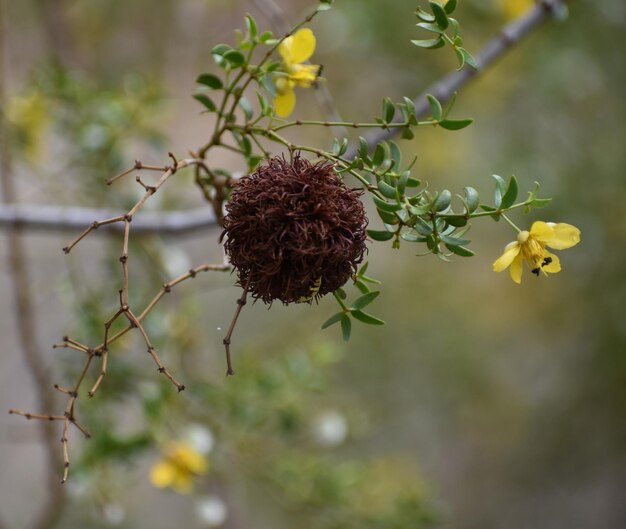 Close-up of wilted plant on field