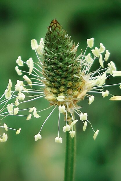 Close-up of wilted plant on field