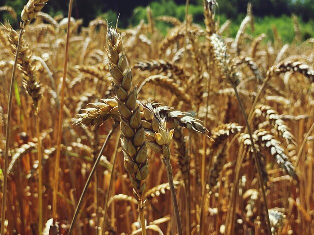 Foto prossimo piano di una pianta appassita sul campo