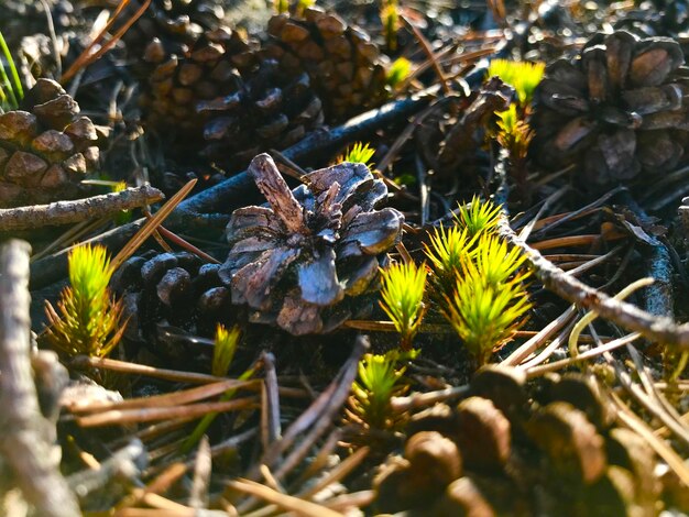 Photo close-up of wilted plant on field