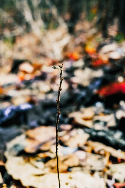 Foto prossimo piano di una pianta appassita sul campo