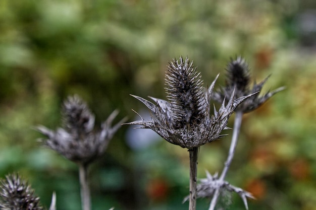 Close-up of wilted plant on field