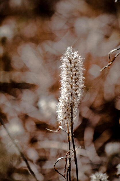 Close-up of wilted plant on field