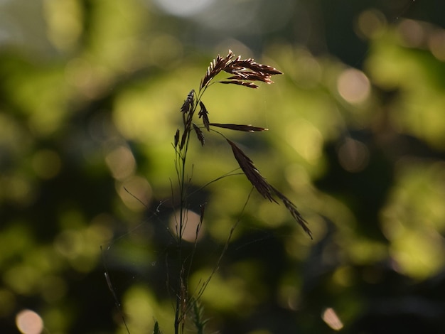 Foto prossimo piano di una pianta appassita sul campo