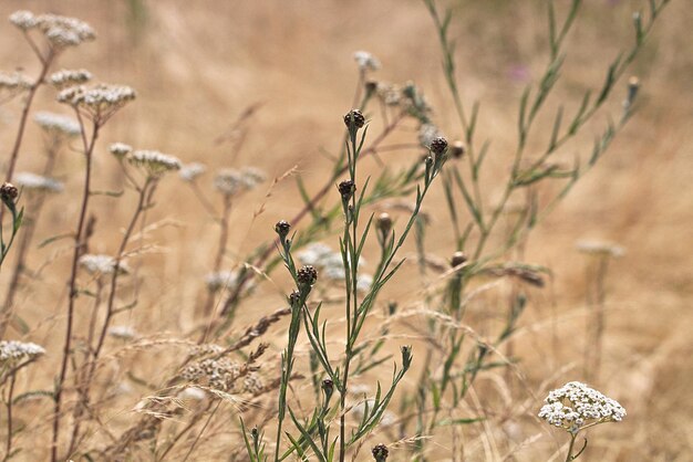 Close-up of wilted plant on field