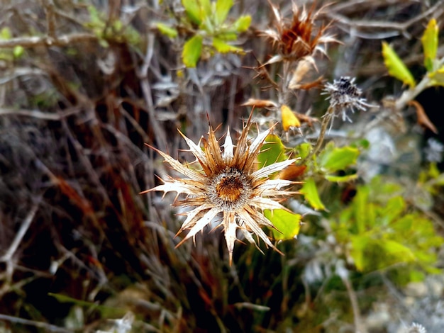 Foto prossimo piano di una pianta appassita sul campo