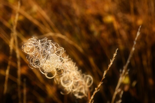 Close-up of wilted plant on field