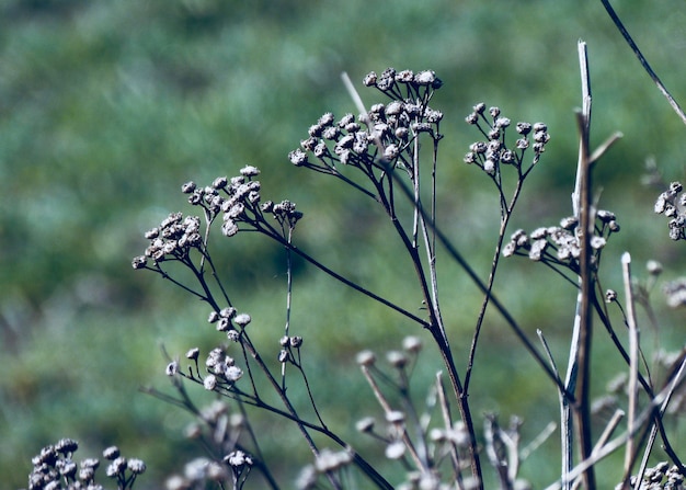 Photo close-up of wilted plant on field