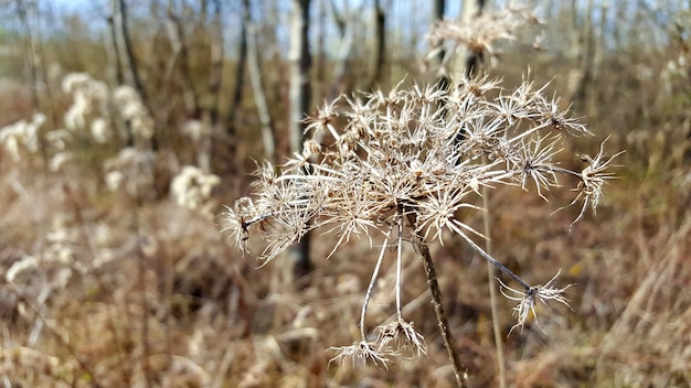 Close-up of wilted plant on snow field