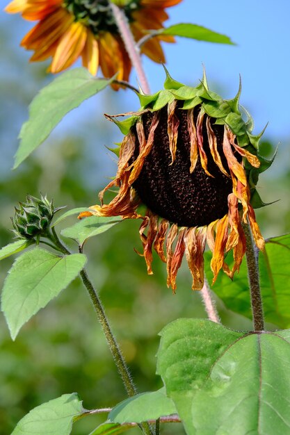 Close-up of wilted plant