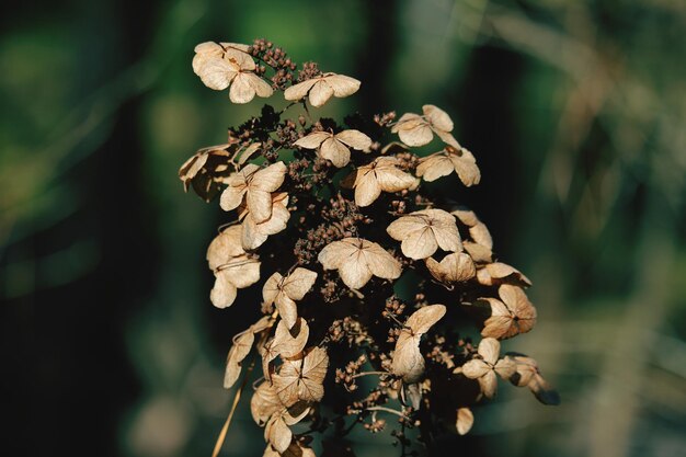 Close-up of wilted plant