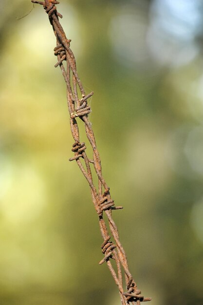 Close-up of wilted plant