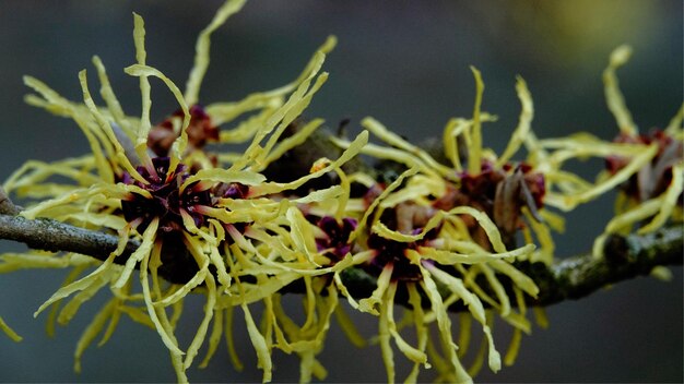 Photo close-up of wilted plant